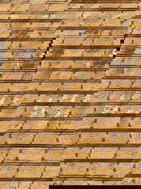 Zeewolde (NL) Macaroon Yellow Flame WF HV